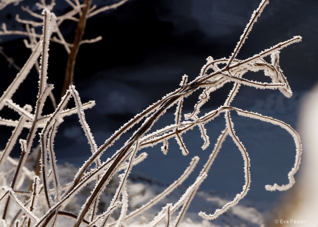 Frozen Twigs