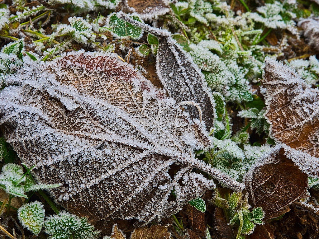 Early morning hoar frost