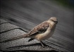 Bird On Roof