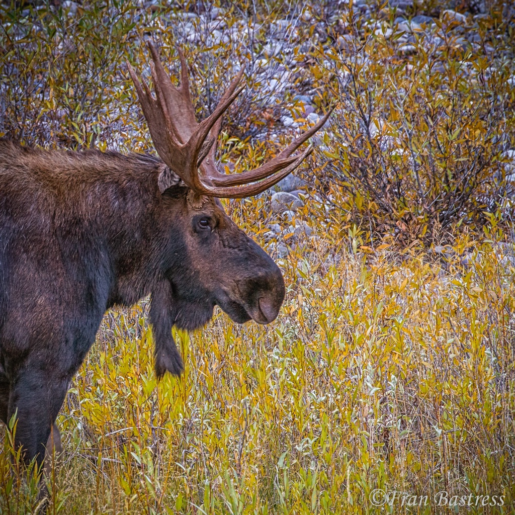 Moose at Schwabacher Landing - ID: 15508063 © Fran  Bastress