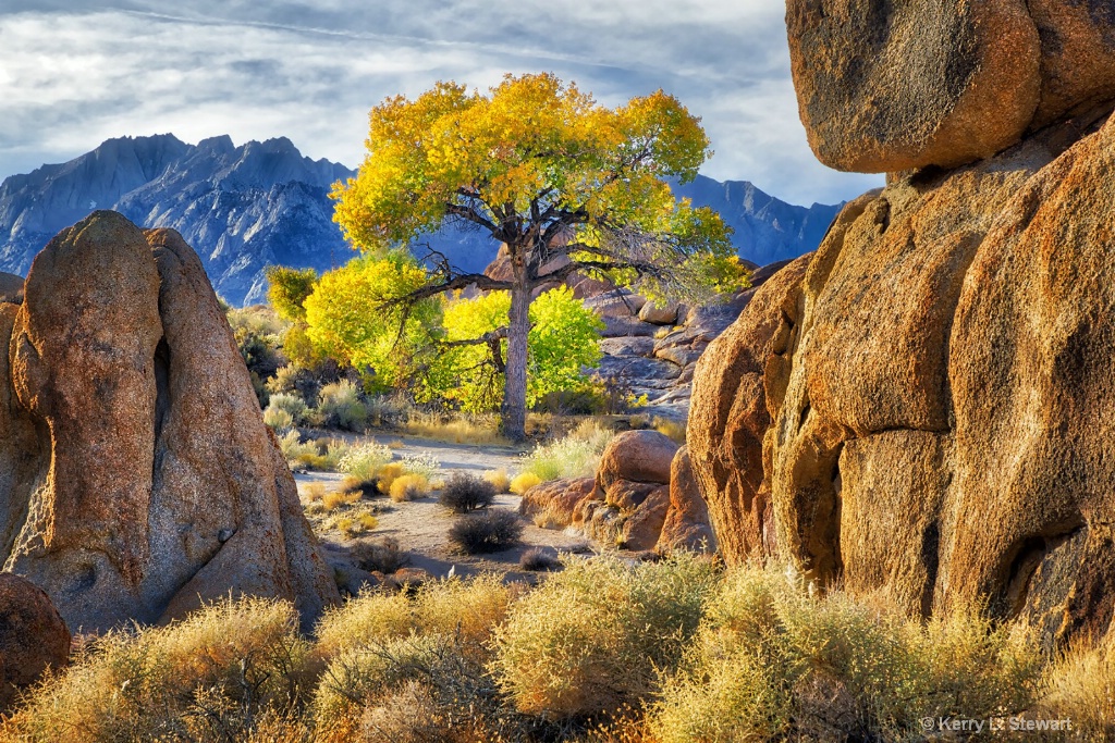 Alabama Hills Cottonwood No. 3