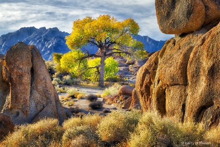 Photography Contest Grand Prize Winner - January 2018: Alabama Hills Cottonwood No. 3