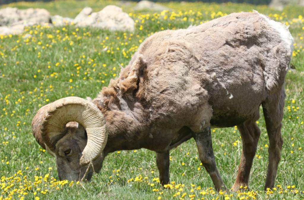 Bighorn Ram Flowers