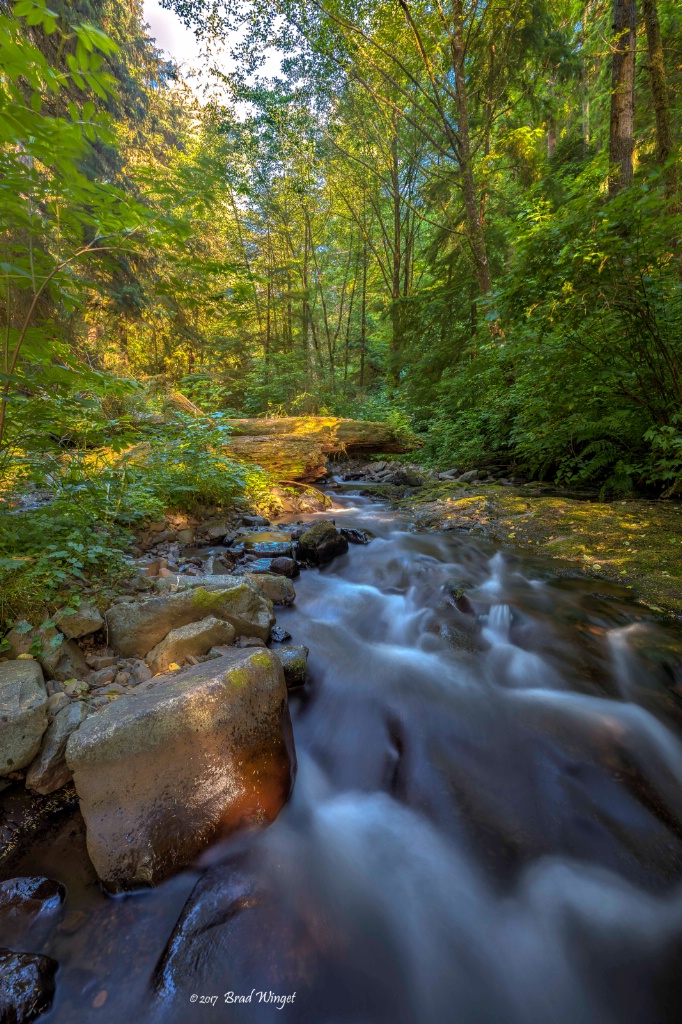 Forest Stream