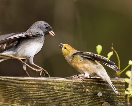 Junco and Goldfinch
