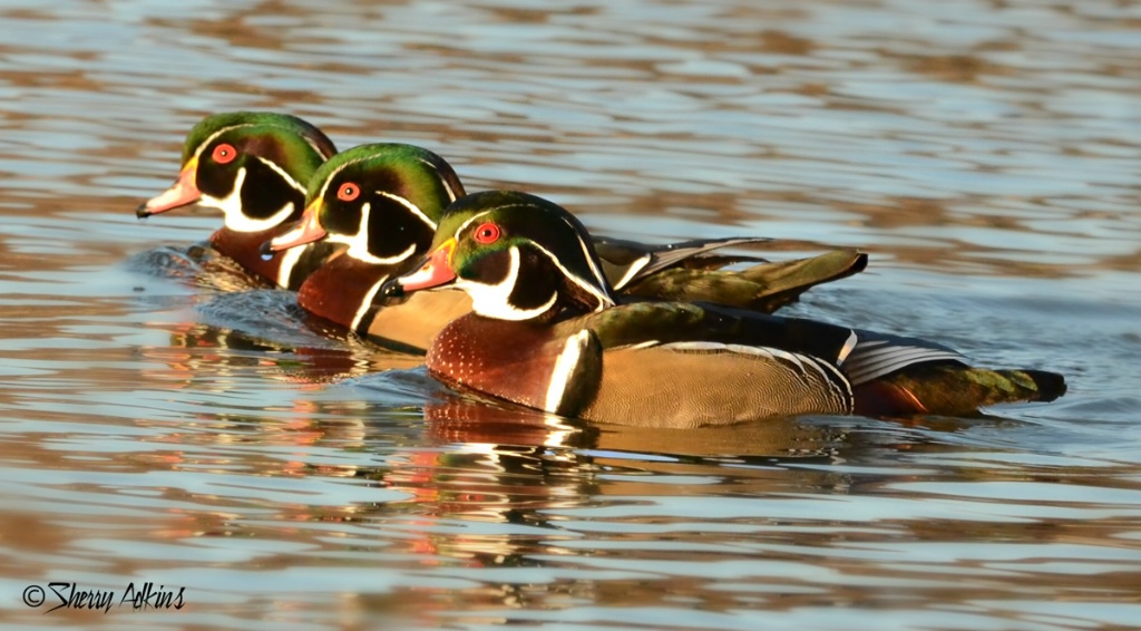 Wood ducks in a row - ID: 15508385 © Sherry Karr Adkins