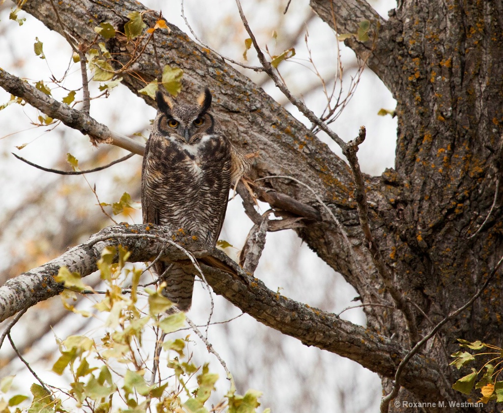 The Great horned owl - ID: 15508387 © Roxanne M. Westman