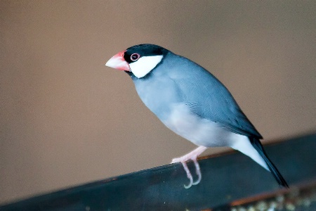 Java Sparrow