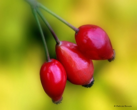 Rose Hips