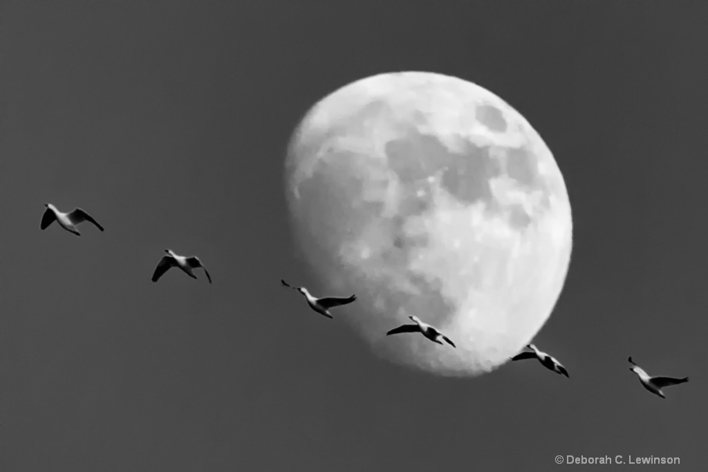 Fly Me to the Moon