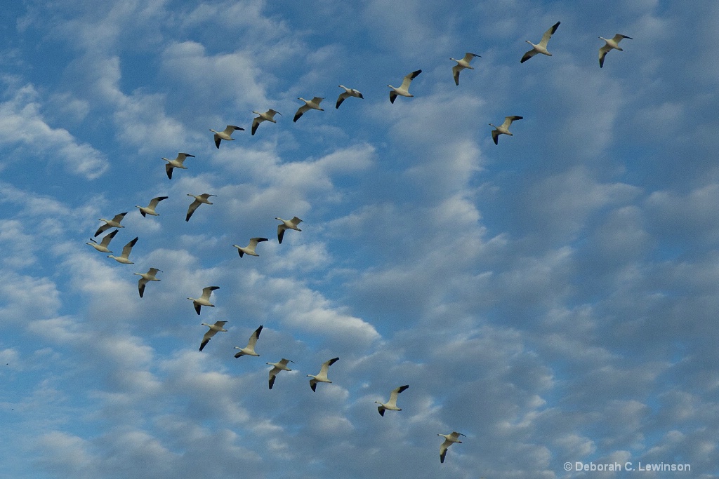 Snow Geese