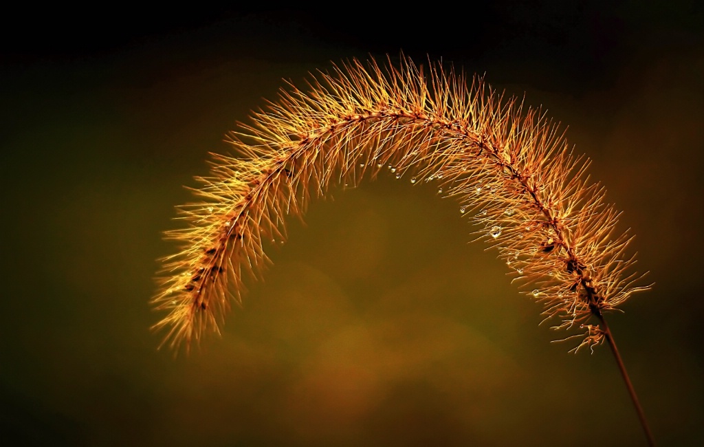 Grass Seed Head after the Rain