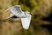 Snowy Egret in Fl...