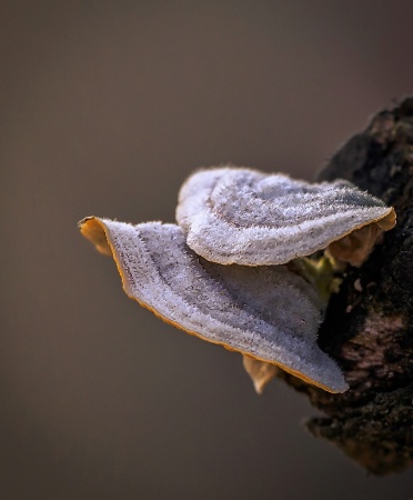 Shelf Mushroom