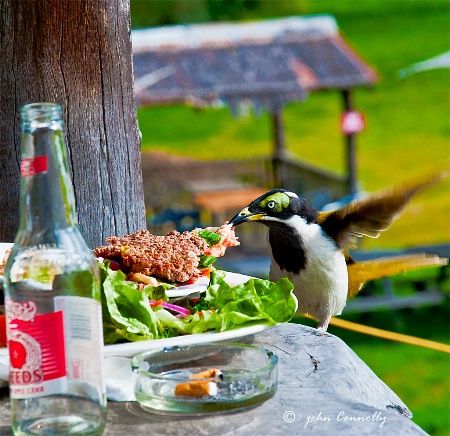 A Bluefaced Honeyeater