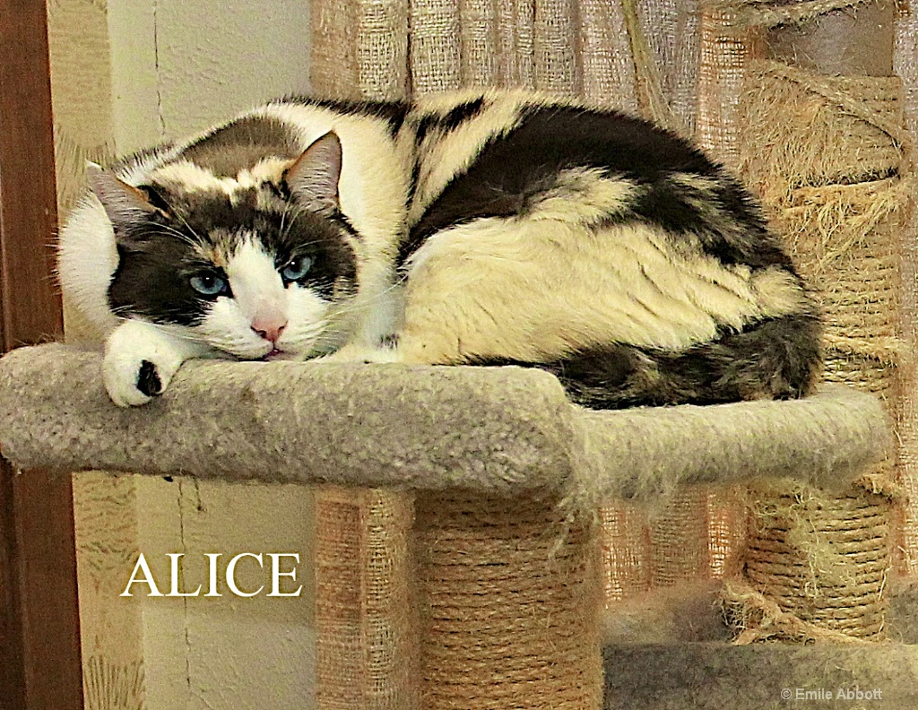 Alice