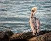 Lone Pelican