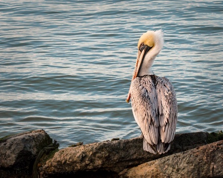 Lone Pelican