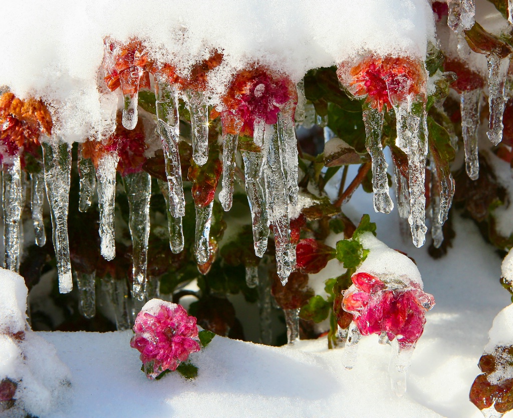 Winter Blooms