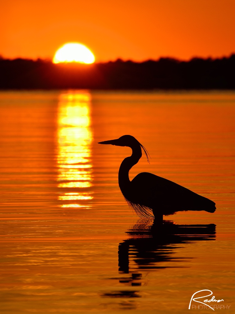 Great Blue Heron at Sunset