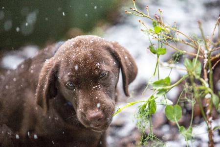 First Snow