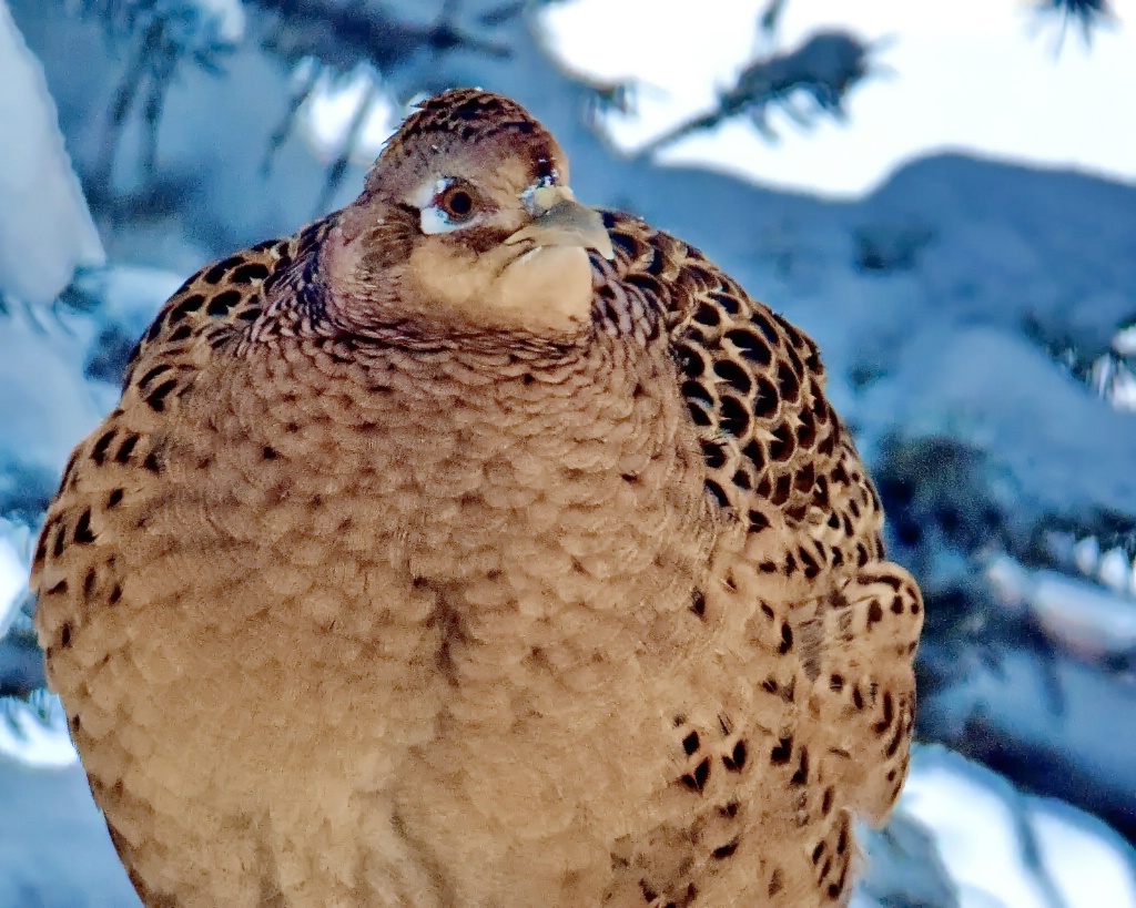 All Fluffed Up In The Cold