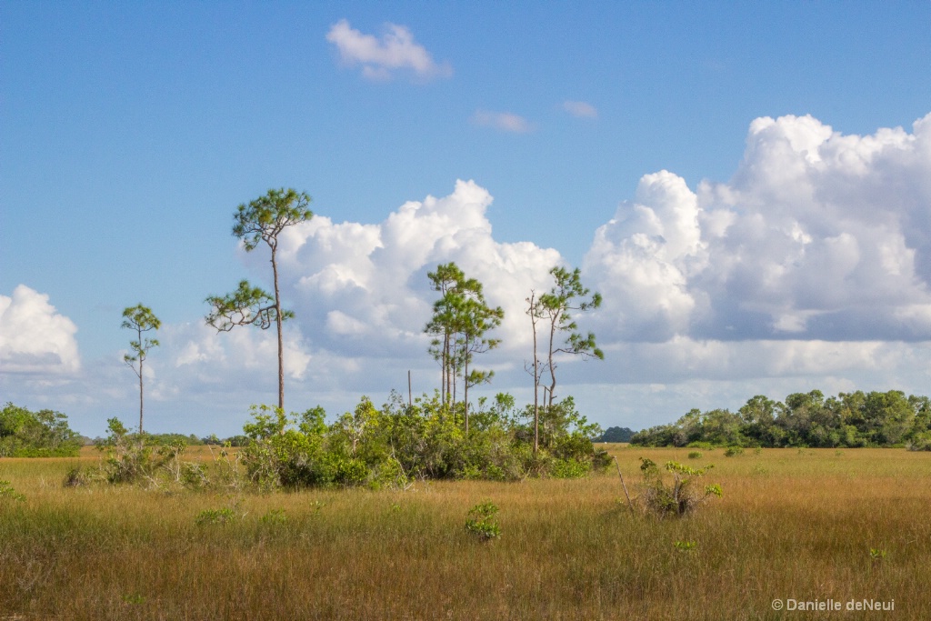 Everglades  Trees