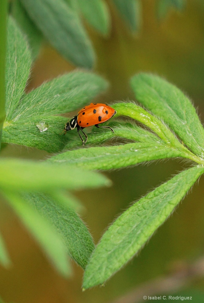 Ladybug Ladybird