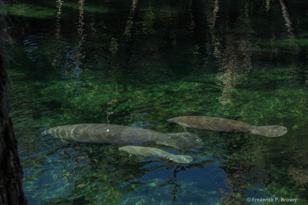 Manatee Family