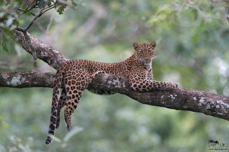 Kabini Leopard