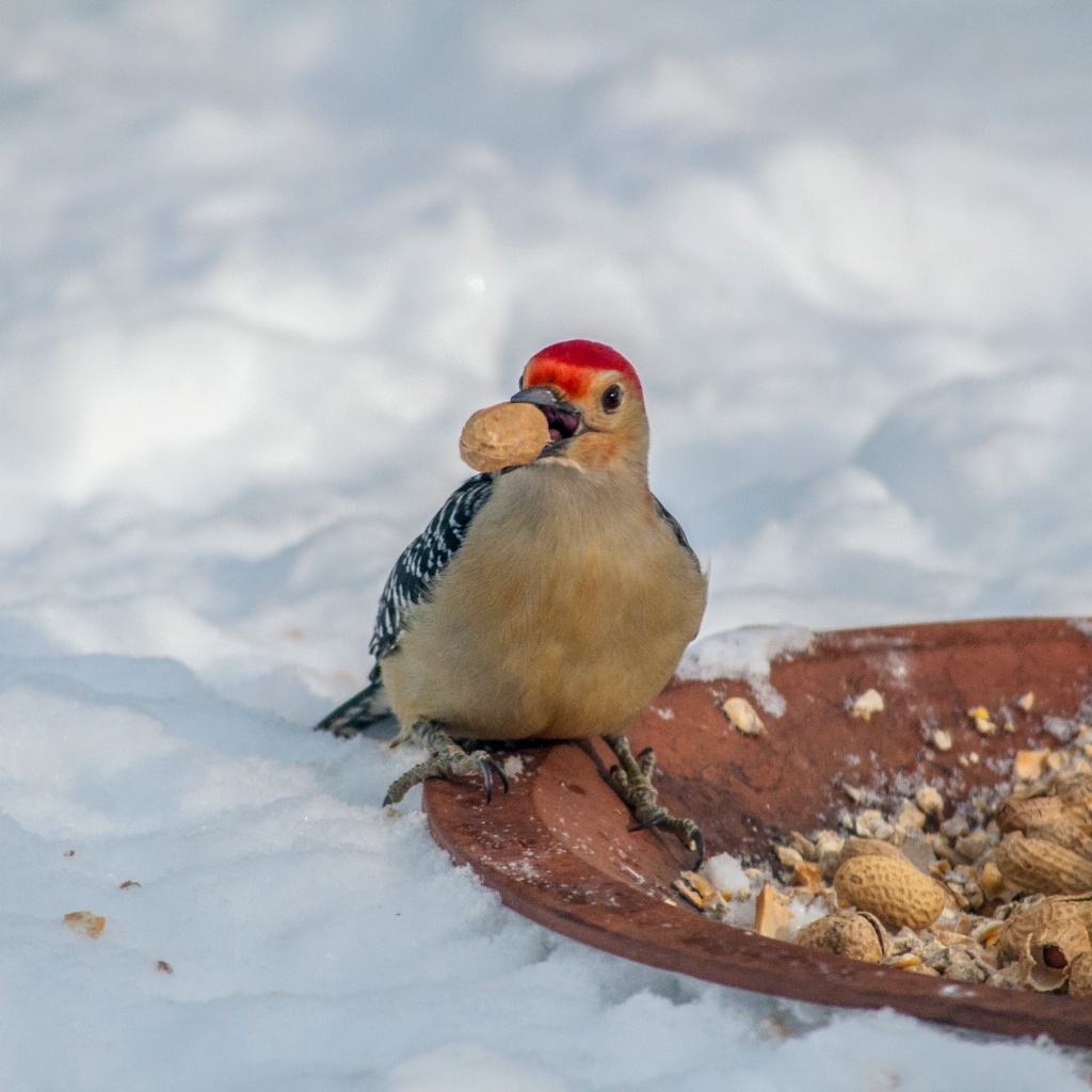 Peanuts for Lunch