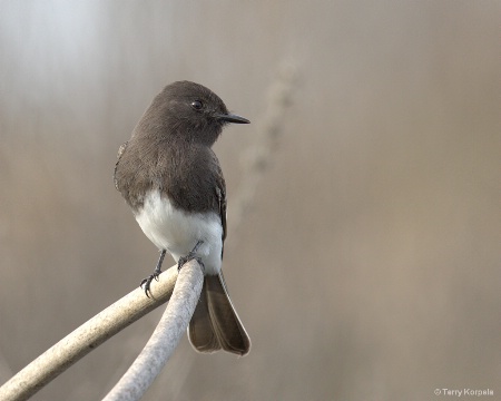 Black Phoebe