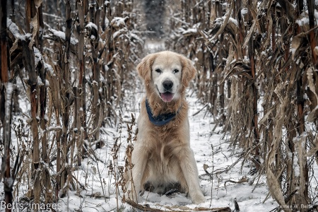 Corn Dog