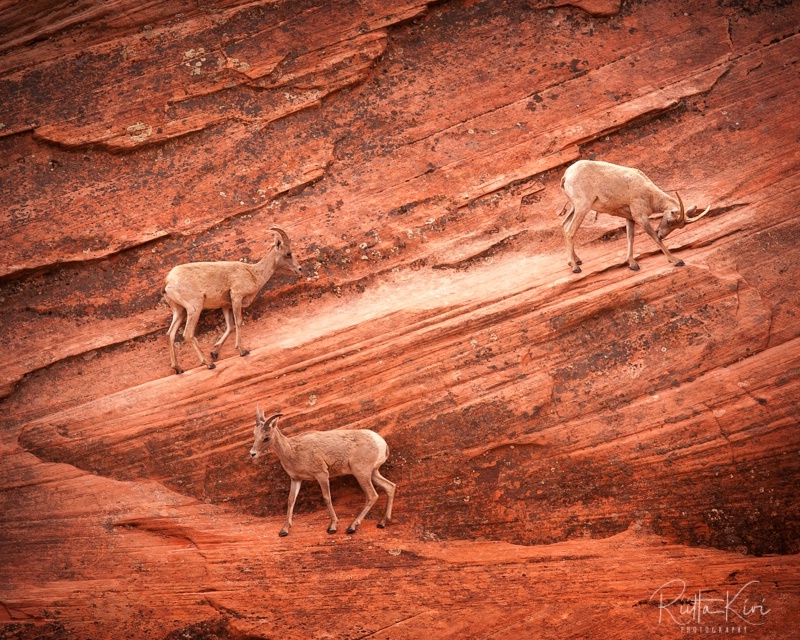 Zigzaggin' in Zion