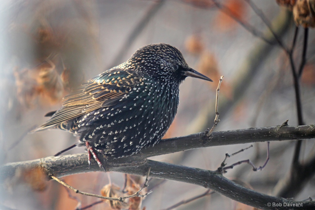 Starling2