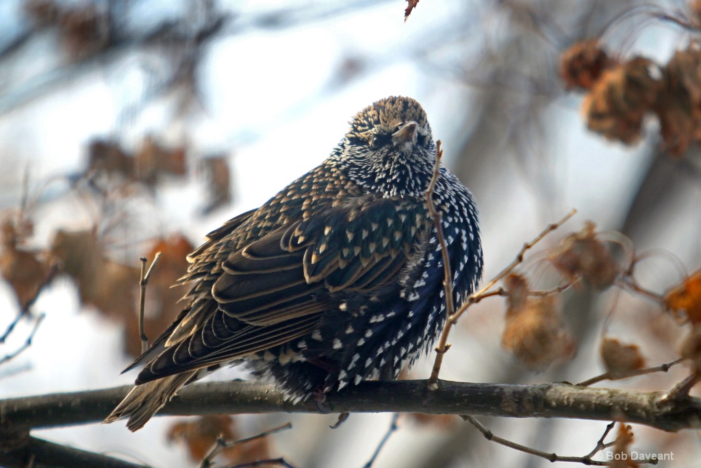 Starling1