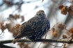 Starling1