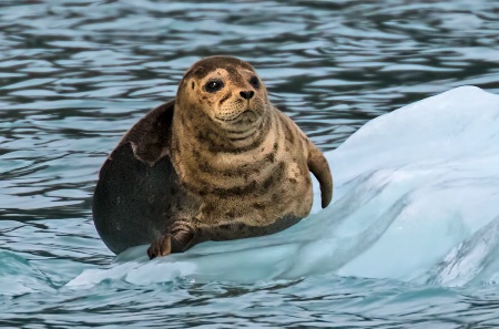 Well Fed Harbor Seal  