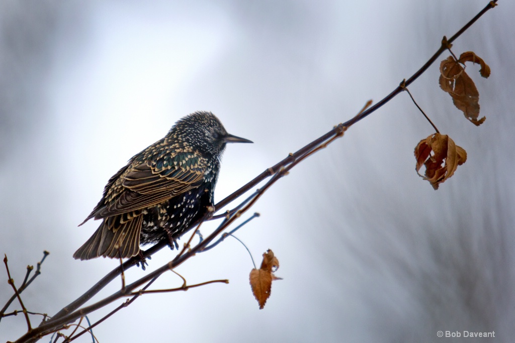 Winter Starling