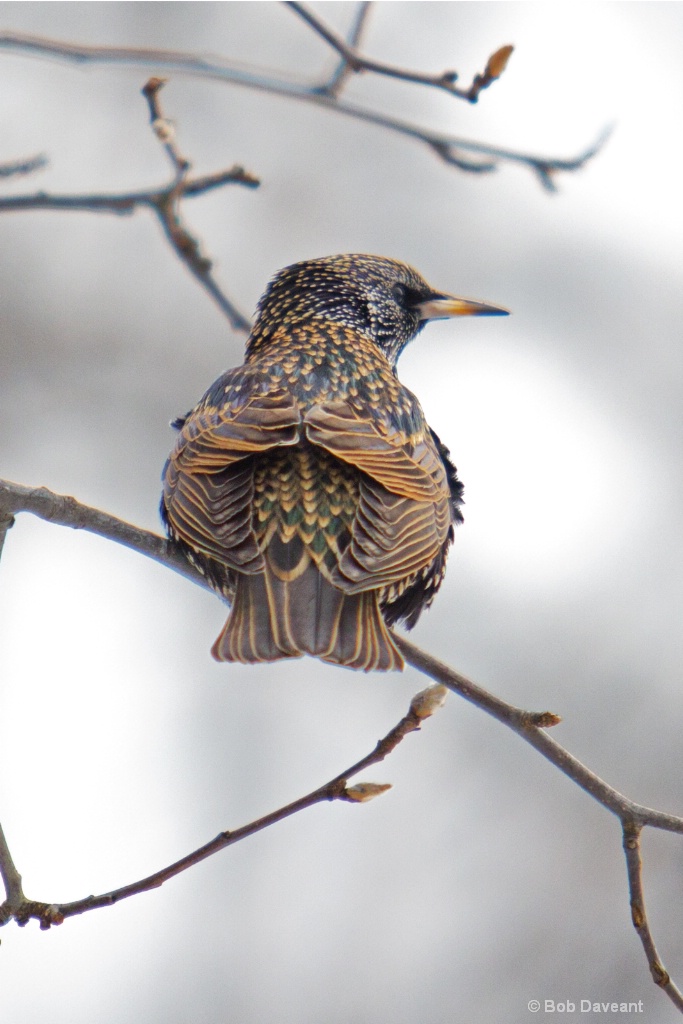 Winter Starling