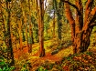 Trees are Amazing
