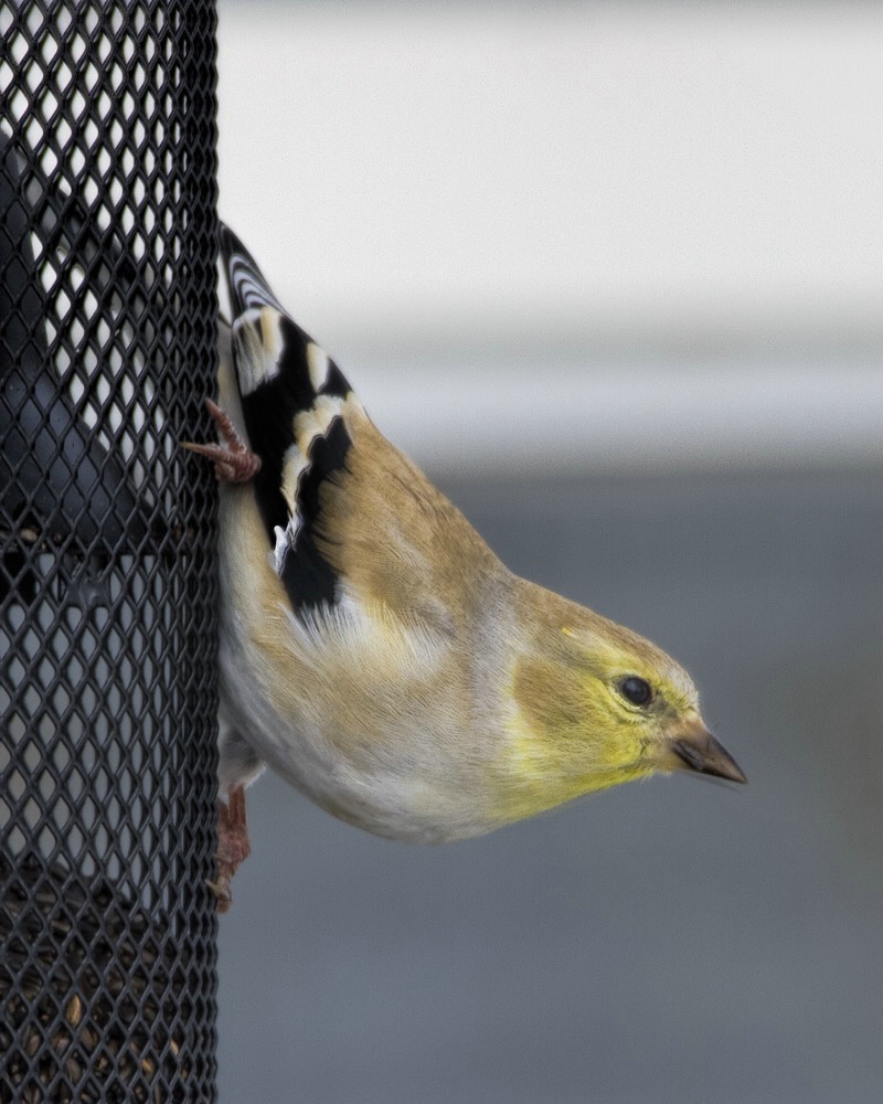 Winter Plumage