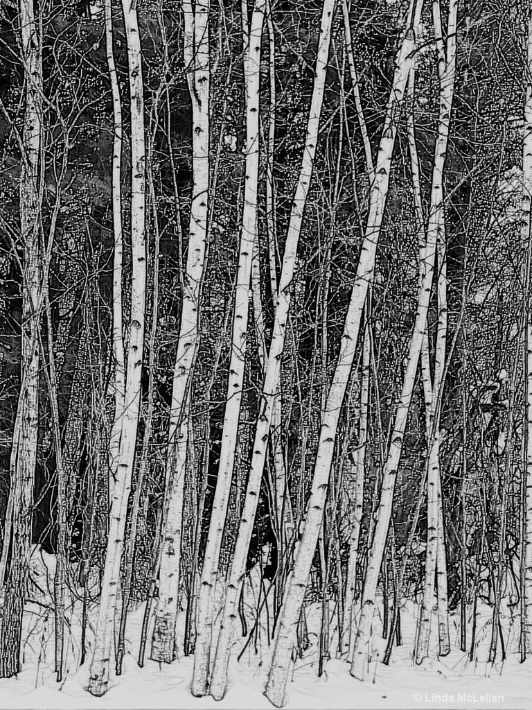 White Birch in Winter