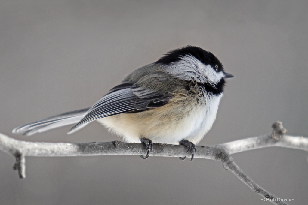 A Black Capped Chickadee