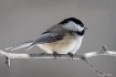 A Black Capped Ch...