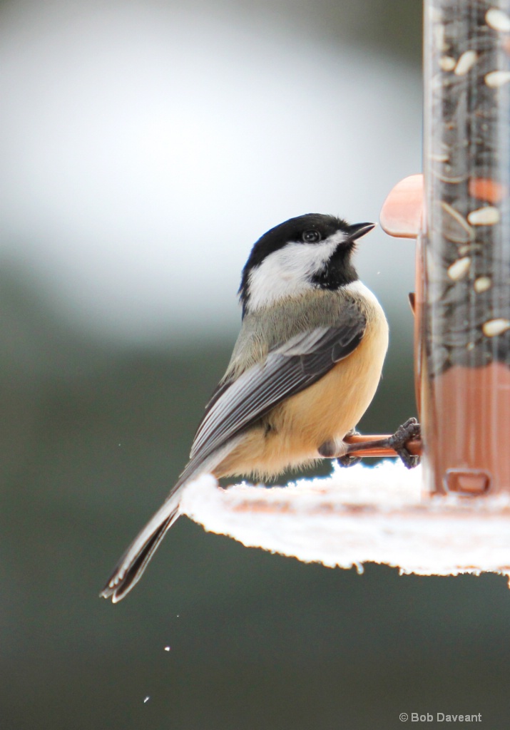 A Black Capped Chickadee