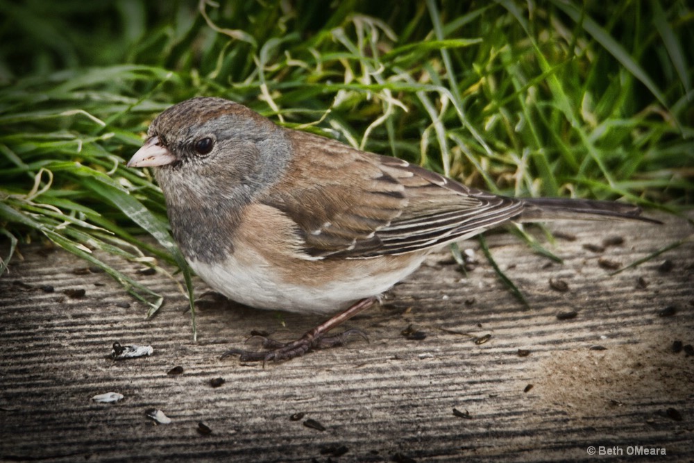 Searching for Seed - B