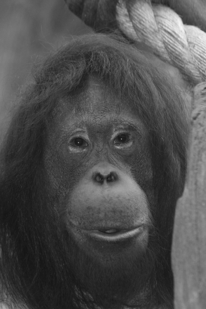 orangatang in black and white