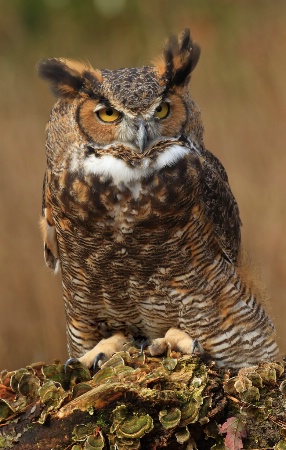 Great Horn Owl