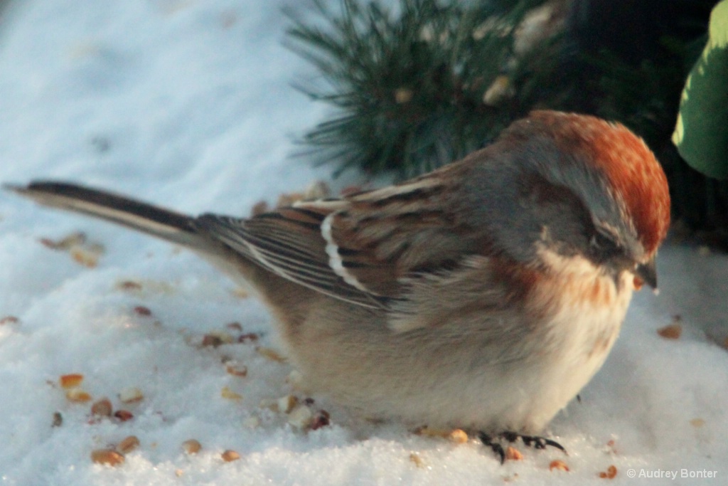 Winter Birds